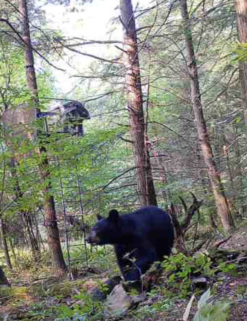 Real trail cam footage. Trail camera footage of a black bear walking under a Monarch Treestands Reign360 ladder stand.